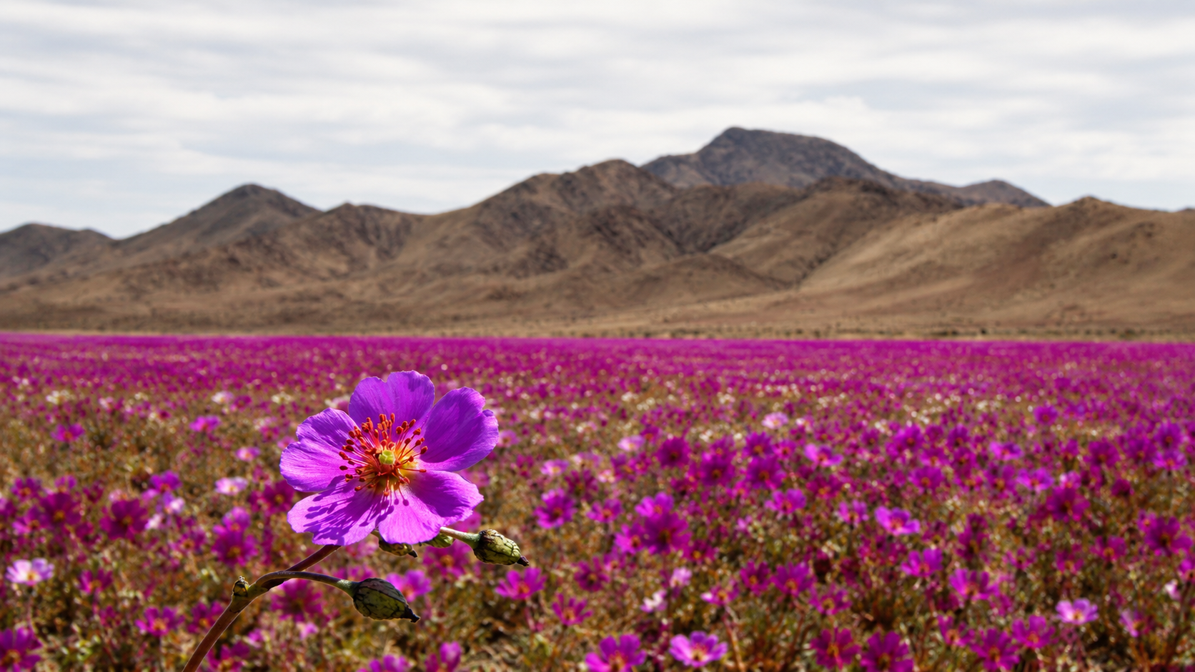 O deserto florido é um aviso? O que a ciência e a Bíblia dizem sobre os sinais da natureza